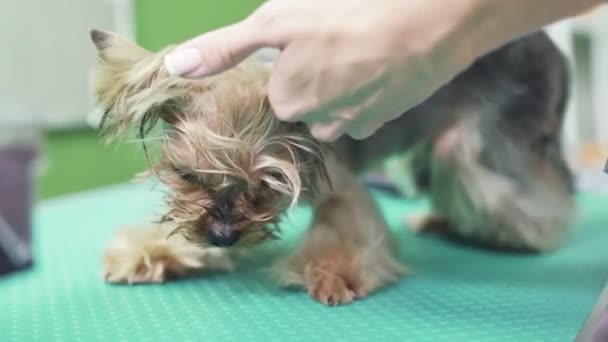 Закрыть руки расчески грумера и высушить мех маленькой собаки с феном после купания — стоковое видео