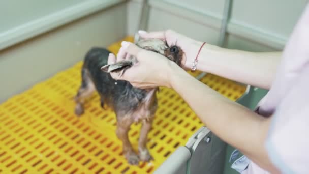 De cerca la mano del peluquero lava pequeño yorkshire terrier dog en el baño especial en el salón de aseo de mascotas . — Vídeo de stock