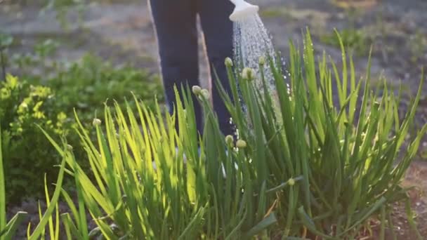 Close up farmer watering plants in garden, slow motion. Water drops in rays of sunset — Stock Video
