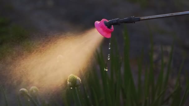 Close up water spraying out of sprinkler on green plants, slow motion. — Stock Video