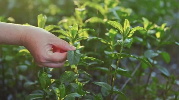 クローズアップ農家の手は庭でミントの葉を摘みます。太陽の光線の植物、スローモーション — ストック動画