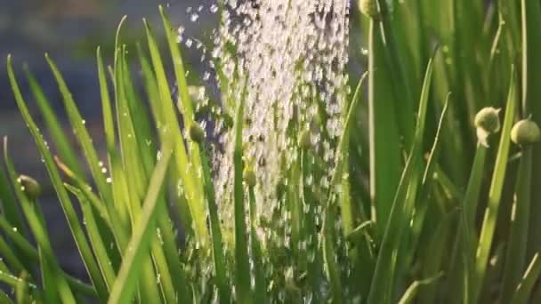 Chiudi irrigazione cipolle verdi in giardino, rallentatore. Le gocce d'acqua cadono su pianta in raggi di tramonto — Video Stock