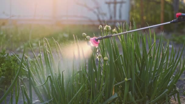 Pflanzen aus nächster Nähe mit Wasserschlauchsprenger im Garten, Zeitlupe. — Stockvideo