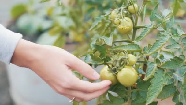 Närbild jordbrukare händer kontrollera gröna tomater för mognad i trädgården. Koncept vegetabiliska — Stockvideo