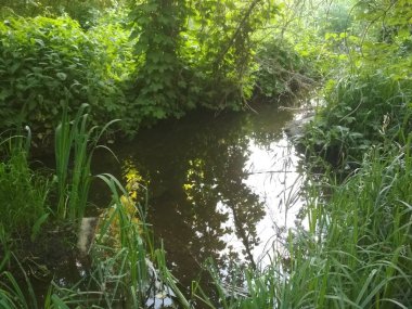 dere taşları ve yeşillik, güzel yaz doğa ile