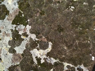 taş, taş coverin, dekorasyon çok renkli Moss fotoğraf