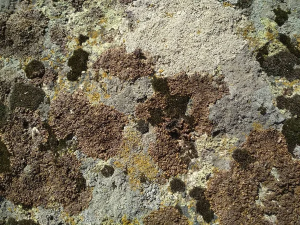 Foto de musgo multicolorido em pedra, decoração de cobertor de pedra — Fotografia de Stock