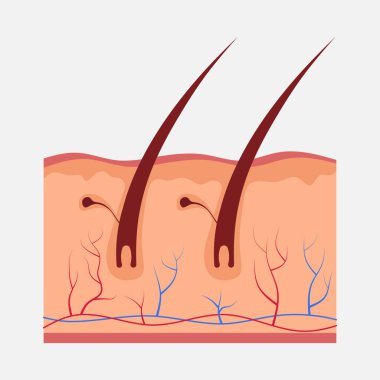 insan cilt yapısı, insan anatomisi, biyoloji çalışma, Fen Bilgisi Öğretmenliği, düz stil, vektör görüntü
