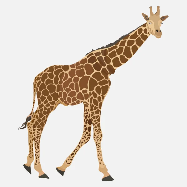 长颈鹿 索马里动物的形象 动物园的指定 野生动物的储备 逼真的形象 扁平的风格 矢量形象 — 图库矢量图片