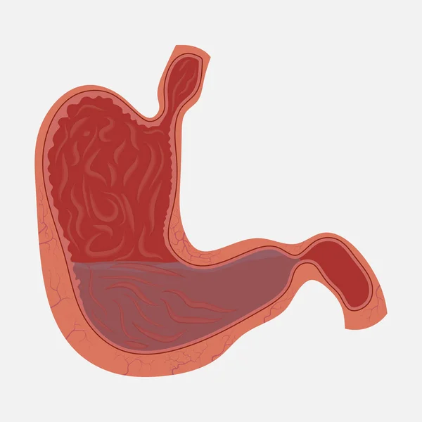 Diagrama Estómago Anatomía Humana Subsidio Médico Biología Educación Estilo Plano — Foto de Stock
