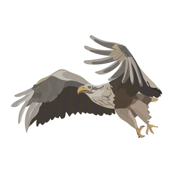 Realistischer Fliegenadler, fliegender Adler, Beute fangen — Stockvektor