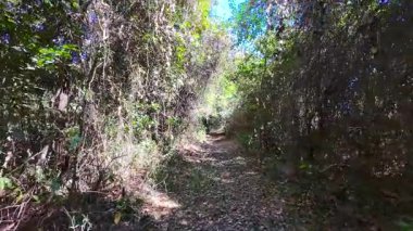 Beautiful trees in a track on Brazilian Savannah