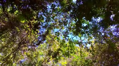 Beautiful trees in a track on Brazilian Savannah