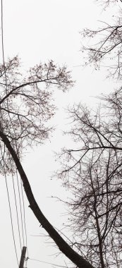 Dalları yapraklarda beyaz gökyüzü arka plan olmadan