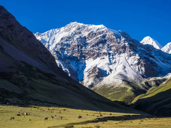 Hermoso paisaje de montaña con caballos — Foto de Stock