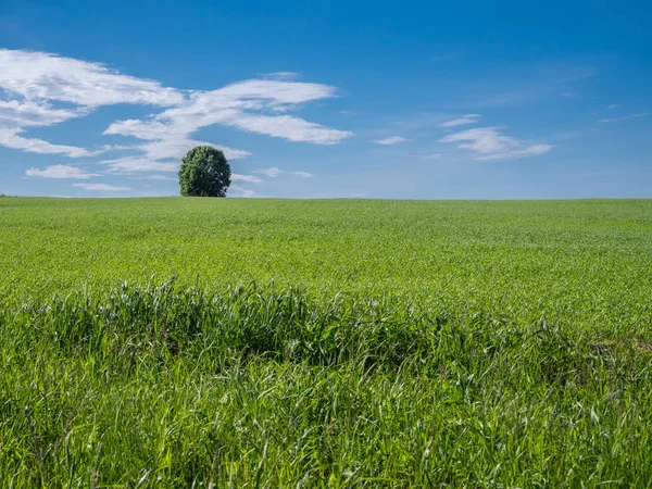 Campo e céu com nuvens — Fotografia de Stock