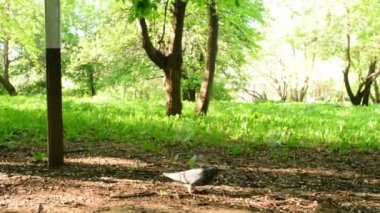 Şehir Parkı kuş ile oynayan çocuk. Kuşlar çalışan çocuk.