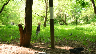Şehir Parkı kuş ile oynayan çocuk. Kuşlar çalışan çocuk.