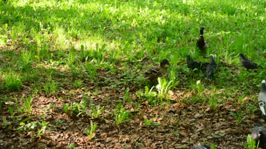 Şehir Parkı kuş ile oynayan çocuk. Kuşlar çalışan çocuk.