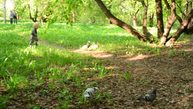 Şehir Parkı kuş ile oynayan çocuk. Kuşlar çalışan çocuk.