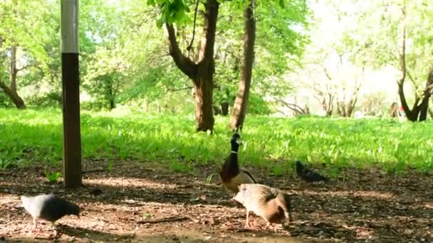 Chico jugando con pájaros en el parque de la ciudad. Niño corriendo alrededor de pájaros . — Vídeos de Stock