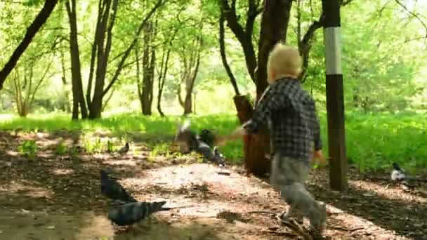 Chico jugando con pájaros en el parque de la ciudad. Niño corriendo alrededor de pájaros . — Vídeos de Stock