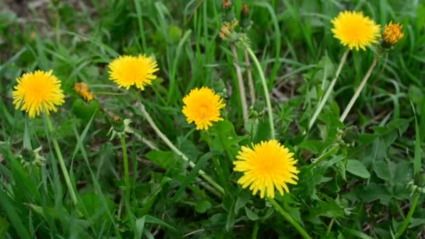 Flores de diente de león amarillo entre hierba verde en el césped — Vídeos de Stock