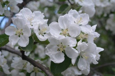 Beyaz elma ağacı çiçek portre