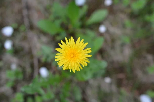 Close-up of yellow dandelion flower — Stock Photo, Image