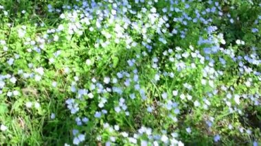 Yeşil çim çerçevede bir küçük beyaz çiçekler