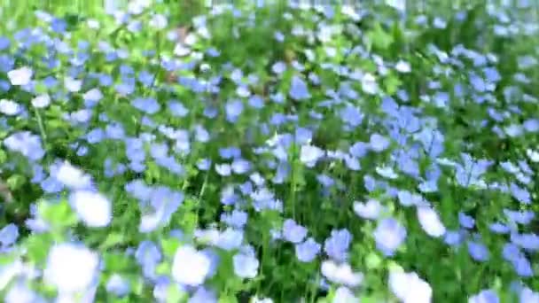 Small white flowers against a background of green grass — Stock Video