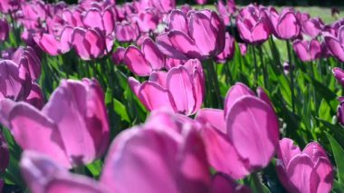 İçinde üzerinde üzerinde mor laleler