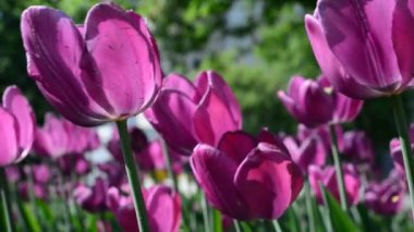 İçinde üzerinde üzerinde mor laleler