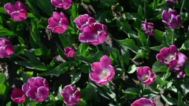Púrpura tulipanes en en — Vídeo de stock