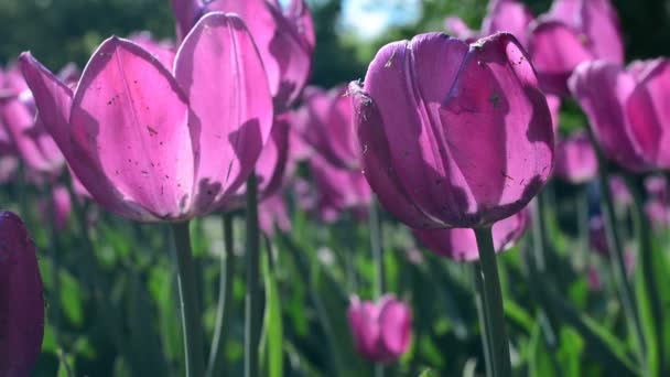 Paarse tulpen op op in — Stockvideo