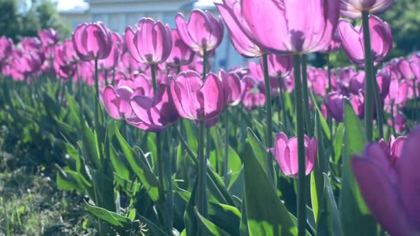 Púrpura tulipanes en en — Vídeos de Stock