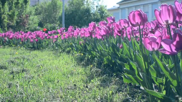 Purple tulips on on in — Stock Video