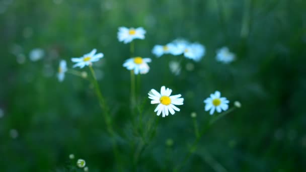 Lindas Flores Camomila Oscilam Vento Natureza Verão Campos Flores Prado — Vídeo de Stock