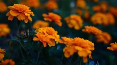 Bahçede çiçek Tagetes patula. Kadife çiçeği Tagetes patula çiçekler. Tagetes Patula güzel grup sarı ve kırmızı çiçekler.
