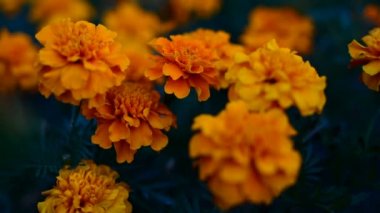 Bahçede çiçek Tagetes patula. Kadife çiçeği Tagetes patula çiçekler. Tagetes Patula güzel grup sarı ve kırmızı çiçekler.