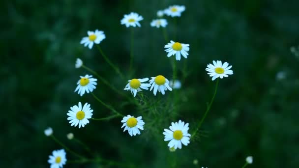 Lindas Flores Camomila Oscilam Vento Natureza Verão Campos Flores Prado — Vídeo de Stock