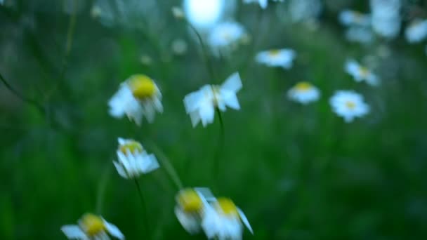 Hermosas Flores Manzanilla Balancean Viento Naturaleza Del Verano Campos Flores — Vídeos de Stock