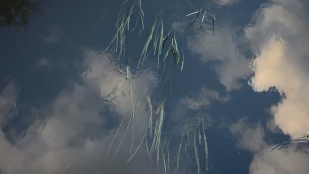 Algas Verdes Movimento Água Fundo Textura Natureza Planta Alga Natural — Vídeo de Stock