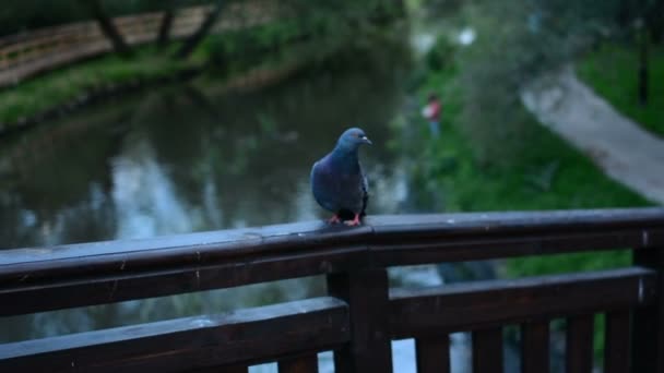 Gros Plan Pigeon Sur Rebord — Video