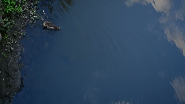 Wild Duck Swimming Pond Mallard Wild Duck Anas Platyrhynchos Floating — Stock Video