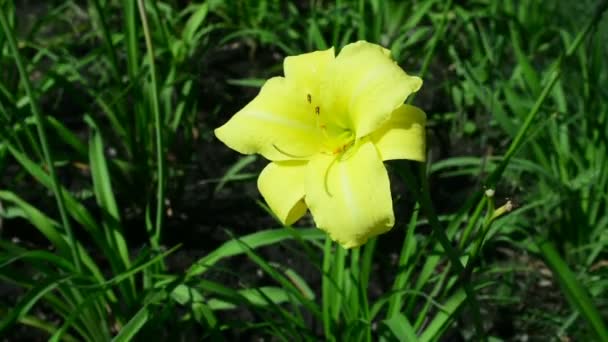 美しい花が風に揺れます 花のフィールド 野生の花の草原 植物学 生物学 配布自然の背景にビデオの性質 — ストック動画