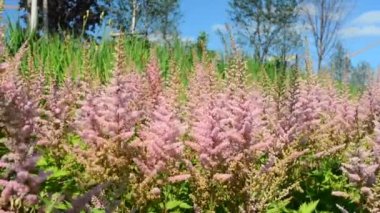 Güzel çiçekler rüzgarda sway. Doğa yaz, çiçek alanları, vahşi çiçek çayır, Botanik ve biyoloji, arka plan için videofootage doğa video.