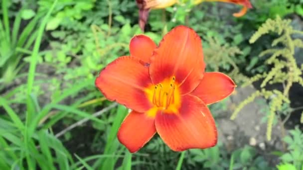 Krásné Květiny Houpat Větru Příroda Létě Kvetoucích Polí Wild Flower — Stock video