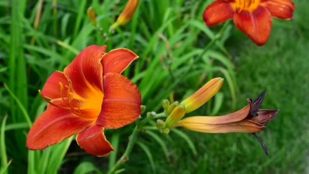 Lindas Flores Balançam Vento Natureza Verão Campos Flores Prado Flores — Vídeo de Stock