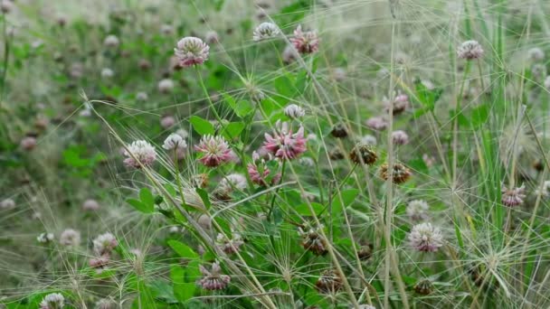 Vackra Blommor Svajar Vinden Naturen Sommaren Blomsterfält Vild Blomma Äng — Stockvideo